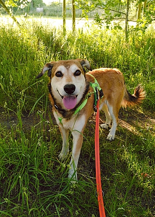 Auf diesem Foto ist zu sehen, wie zutraulich Scott nach einem langen Lern- und Eingewöhnungsprozess geworden ist. Nach sechs Jahren im Tierheim fand der Verein im vergangenen Jahr ein neuer Halter für Scott. (Foto: Tierheim Elmshorn)