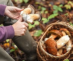 Beim Pilzesammeln ist im Kreis Pinneberg und Umgebung insbesondere in den nächsten Wochen besondere Vorsicht geboten, denn manche Pilze haben giftige Doppelgänger. (Foto: AOK/Colourbox/hfr.)