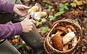 Beim Pilzesammeln ist im Kreis Pinneberg und Umgebung insbesondere in den nächsten Wochen besondere Vorsicht geboten, denn manche Pilze haben giftige Doppelgänger. (Foto: AOK/Colourbox/hfr.)