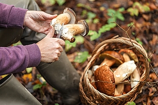 Beim Pilzesammeln ist im Kreis Pinneberg und Umgebung insbesondere in den nächsten Wochen besondere Vorsicht geboten, denn manche Pilze haben giftige Doppelgänger. (Foto: AOK/Colourbox/hfr.)