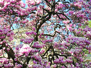 Seit 1940 ziert die Magnolie den Vorgarten der Weißen Villa. Diese Jahreszahl haben Hinrich Köhncke und Ernst-G. Scholz für ihren Band „Plätze; Wege, Promenaden“ der Buchreihe „Beiträge zur Elmshorner Geschichte“, der 2012 erschienen ist, recherchiert. (Foto: Strandmann)