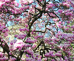 Seit 1940 ziert die Magnolie den Vorgarten der Weißen Villa. Diese Jahreszahl haben Hinrich Köhncke und Ernst-G. Scholz für ihren Band „Plätze; Wege, Promenaden“ der Buchreihe „Beiträge zur Elmshorner Geschichte“, der 2012 erschienen ist, recherchiert. (Foto: Strandmann)