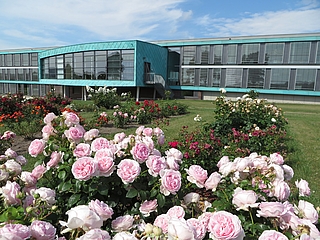 Vor dem Gartenbauzentrum in Ellerhoop blühen die Rosen. (Foto: Landwirtschaftskammer SH)
