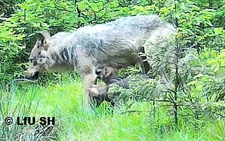 Die Wölfin zieht mit ihren jüngsten Welpen im Mai 2024 durch den Segeberger Forst. (Foto: Landesamt für Umwelt)