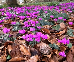 Ein Besuch im Arboretum lohnt sich. (Foto: Arboretum Ellerhoop)