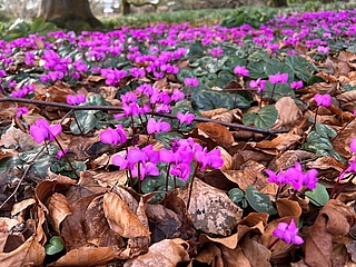 Ein Besuch im Arboretum lohnt sich. (Foto: Arboretum Ellerhoop)