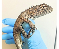 Die Blutsaugeragame ist 50 Zentimeter groß und liebt die Wärme. (Foto: Christian Erdmann)