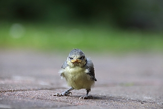 Platz 3: Das flauschige Meisenküken fotografierte Ina Liebau auf ihrer Terrasse in Seester. 
