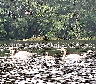 Ein verwaistes Schwanenküken sucht Anschluss bei möglichen Adoptiveltern auf dem Rantzauer See. Doch diese nahmen es nicht an. Etwa eineinhalb Stunden nach dieser Fotoaufnahme war die Familienidylle wieder vorbei. (Foto: Erdmann / Wildtier- und Artenschutzzentrum)