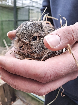 Junge Feldhasen müssen wochenlang gesäugt werden. Die Wildtierauffangstationen haben kaum noch Kapazitäten frei. (Foto: Christian Erdmann, Wildtier- und Artenschutzzentrum Klein Offenseth-Sparrieshoop) 