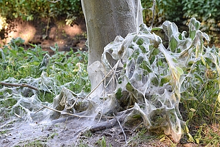 Die Gespinstmotte überzieht Baum und Gräser mit ihren Netzen. (Foto: Frank)