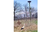 Blick zum Nest: Die Störchin ist zurück auf ihrer Wiese. (Foto: Christian Erdmann/Wildtier- und Artenschutzzentrum Klein Offenseth-Sparrieshoop)