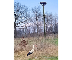 Blick zum Nest: Die Störchin ist zurück auf ihrer Wiese. (Foto: Christian Erdmann/Wildtier- und Artenschutzzentrum Klein Offenseth-Sparrieshoop)