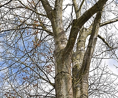 Die Bäume stehen in der Schooltwiete, gut 70 Meter von der Einmündung Plinkstraße entfernt. (Foto: Frank)