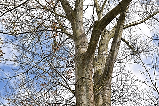 Die Bäume stehen in der Schooltwiete, gut 70 Meter von der Einmündung Plinkstraße entfernt. (Foto: Frank)