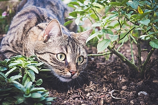 Die Zahl verwilderter Katzen nimmt zu. (Foto: Pixabay)
