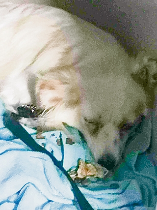 Das Foto entstand kurze Zeit, nachdem Nedelja eingefangen wurde. Die Mischlingshündin ist erschöpft und braucht jetzt viel Ruhe. (Foto: Schiburr)