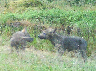 Diese Wolfswelpen wurden am 1. Juli 2023 im Segeberger Forst von einer sogenannten Fotofalle aufgenommen. Seither steht fest, dass in Schleswig-Holstein ein Wolfsrudel lebt. (Foto: LfU SH)