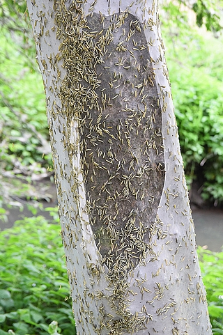 Die Raupen krabbeln zuhauf über einen Baumstamm im Steindammpark. (Foto: Frank)