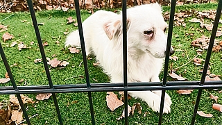 Nedelja sitzt in der Falle, die die Tiersucher auf dem Friedhof aufgebaut hatten. (Foto: K9-Tiersuche Nord e.V.)