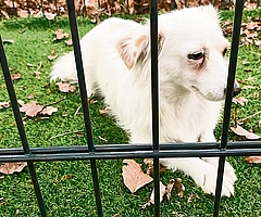 Nedelja sitzt in der Falle, die die Tiersucher auf dem Friedhof aufgebaut hatten. (Foto: K9-Tiersuche Nord e.V.)