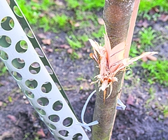 Ein Schutz aus Metall wurde weggedrückt. Der junge Stamm des Wildapfelbaums weist tiefe Spuren von Beilhieben auf. Spitze Holzscheite ragen heraus. (Foto: Frank)