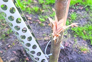 Ein Schutz aus Metall wurde weggedrückt. Der junge Stamm des Wildapfelbaums weist tiefe Spuren von Beilhieben auf. Spitze Holzscheite ragen heraus. (Foto: Frank)