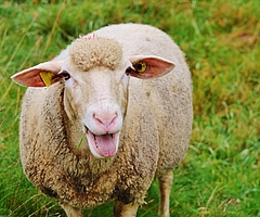 Im Kreis Pinneberg hat sich ein Schaf mit der Blauzungenkranheit infiziert. Foto: Pixabay