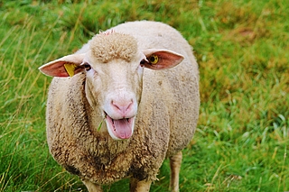 Im Kreis Pinneberg hat sich ein Schaf mit der Blauzungenkranheit infiziert. Foto: Pixabay