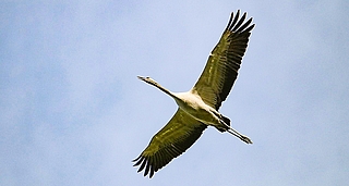 Bisher starben im Kreis Pinneberg vor allem Kraniche an der Vogelgrippe. (Symbolfoto: Pixabay)