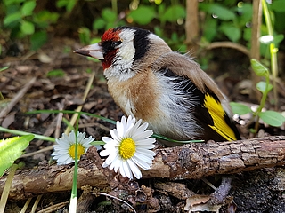Platz 1: Das Foto eines jungen Stieglitz, auch genannt Distelfink, von Heike Galonska aus Glückstadt. 