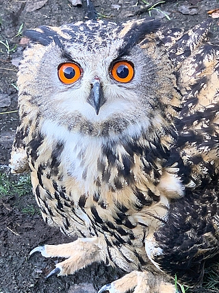 Dieser Uhu hat eine neue Heimat gefunden. (Foto: Erdmann)