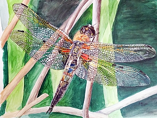 Roland Büscher malt Insekten naturgetreu. (Quelle: Roland Büscher)