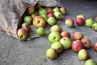 In dem öffentlichen Haseldorfer Obstgarten können leckere Früchte geernet werden - aber jeder soll nur zehn Kilogramm pflücken. (Symbolfoto: Filmbetrachter auf Pixabay)