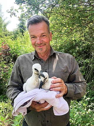 Im Wildtierzentrum in Sparrieshoop ziehen Stationsleiter Christian Erdmann und sein Team zwei aus dem Nest geworfene Storchenküken auf. (Foto: Wildtierzentrum Sparrieshoop)