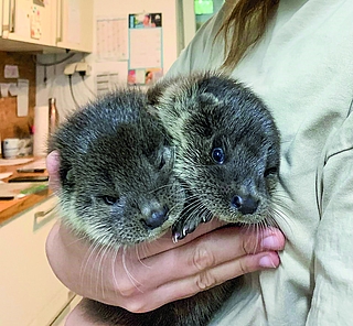 Possierlich anzusehen, ausgewachsen aber gar nicht so klein: Die Raubtiere können 1,3 Meter lang werden. Foto: Wildtierstation