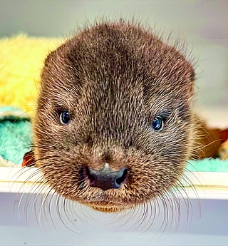 Total niedlich anzusehen: Fischotter-Waise „Harald“. Er wird zusammen mit anderen aufgezogen, damit er nicht zu zahm wird und später wieder ausgewildert werden kann.  (Foto: Wildtier- und Artenschutzzentrum)