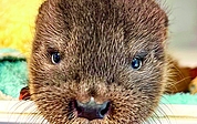 Total niedlich anzusehen: Fischotter-Waise „Harald“. Er wird zusammen mit anderen aufgezogen, damit er nicht zu zahm wird und später wieder ausgewildert werden kann.  (Foto: Wildtier- und Artenschutzzentrum)