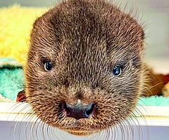 Total niedlich anzusehen: Fischotter-Waise „Harald“. Er wird zusammen mit anderen aufgezogen, damit er nicht zu zahm wird und später wieder ausgewildert werden kann.  (Foto: Wildtier- und Artenschutzzentrum)