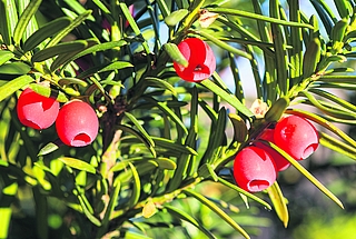 Die Eibe ist giftig. (Foto: AOK/colourbox/hfr.)