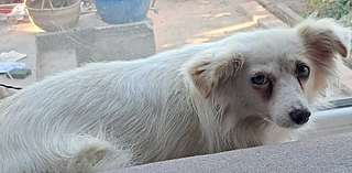 Mischlingshündin Nedelja büxte am 7. Juli in Elmshorn am Drosselkamp aus. Seither läuft sie durch die Stadt. Halterin Miriam Schiburr bittet darum, keine Einfangversuche zu starten. Das könnte Nedelja in gefährliche  Situationen bringen, da sie sehr ängstlich ist. Der Verein K-9 Tiersuche Nord kümmert sich um den Fall. Wer Nedelja sieht, ruft die Polizei oder den Tierheim-Notdienst unter 0175 1073222 an. (Foto: Claudia Brockmann)