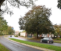 Die Blutbuche an der Schauenburgerstraße soll gefällt werden. (Archivfoto: Frank)