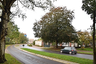 Die Blutbuche an der Schauenburgerstraße soll gefällt werden. (Archivfoto: Frank)