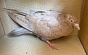 Die Taube hat ein braunes Gefieder und gerade Flügel. (Foto: Wildtier- und Artenschutzzentrum Klein Offenseth-Sparrieshoop)
