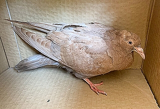 Die Taube hat ein braunes Gefieder und gerade Flügel. (Foto: Wildtier- und Artenschutzzentrum Klein Offenseth-Sparrieshoop)