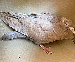 Die Taube hat ein braunes Gefieder und gerade Flügel. (Foto: Wildtier- und Artenschutzzentrum Klein Offenseth-Sparrieshoop)