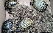 Ein Karton mit diesen Landschildkröten tauchte in Moorrege neben einem Altglascontainer auf. (Foto: Christian Erdmann)