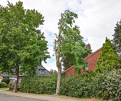 Der Baum in der Mitte an der Besenbeker Straße wird gefällt. (Foto: Frank)
