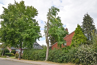 Der Baum in der Mitte an der Besenbeker Straße wird gefällt. (Foto: Frank)