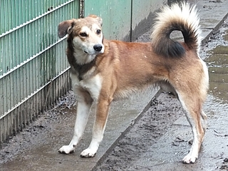 Scott wuchs in Portugal auf und kam als Angsthund nach Deutschland. Dieses Foto entstand 2017, als das Elmshorner Tierheim den Mischling aufnahm. Er war sehr scheu und ließ sich nicht anfassen. (Foto: Tierheim Elmshorn)